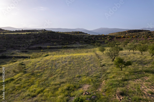 Grass meadow with yellow flowers in the south of Granada