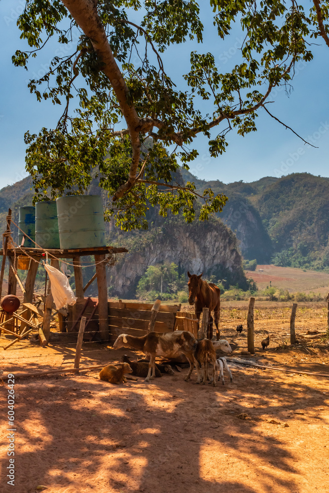 Farm for traditional livestock and for the cultivation of organic tobacco in the region of Vinales in Cuba Farm for traditional livestock and for the cultivation of organic tobacco in the region of Vinales in Cuba