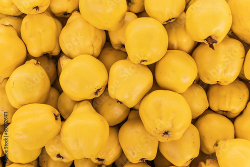 Close-up of golden yellow quinces as a background. photo