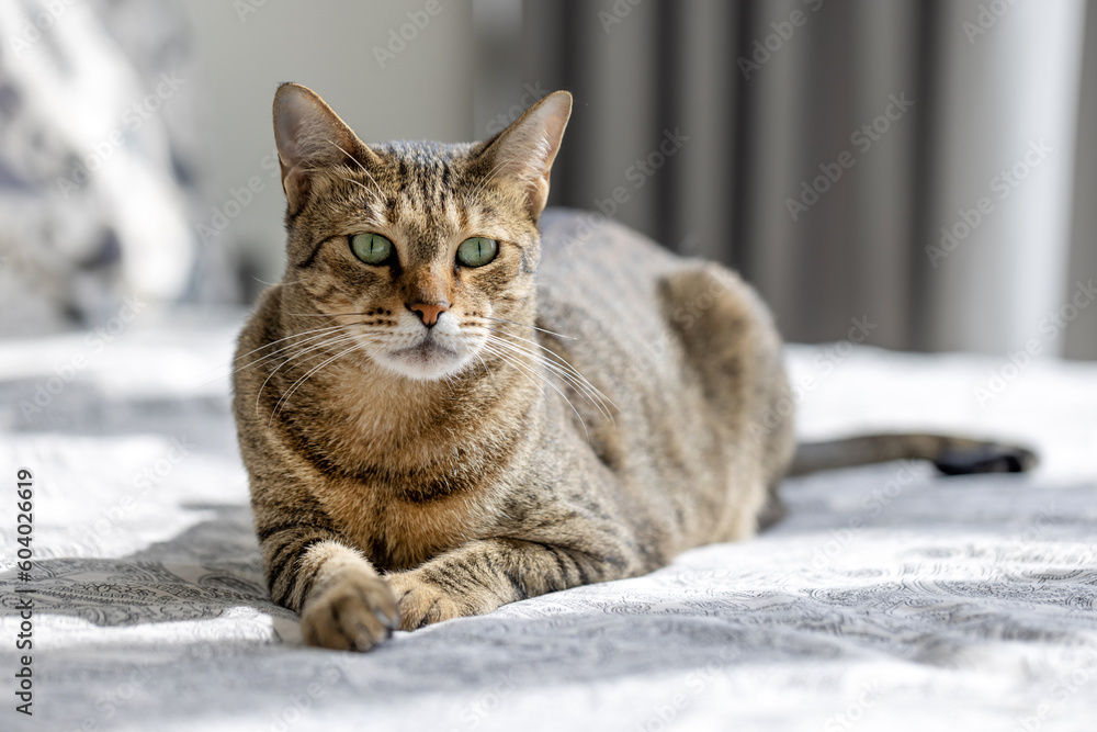 Cute oriental cat sitting on top of the bed at home, domestic animal portrait