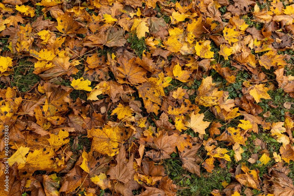 Orange maple foliage lies on the ground