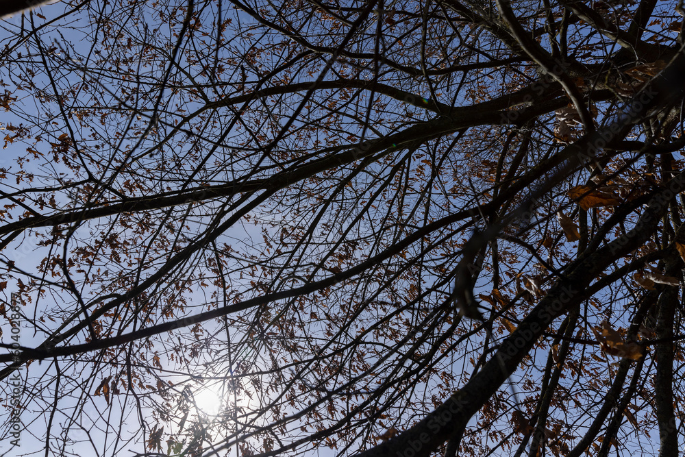 Obraz premium Branches of oak trees in the park in spring sunny weather