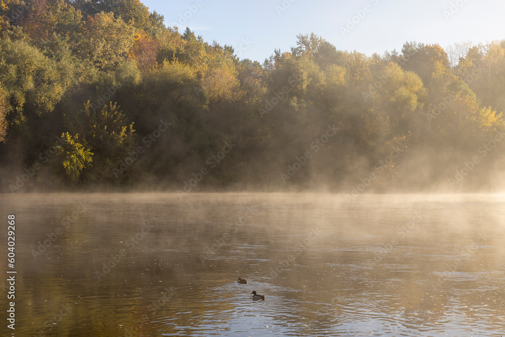 Trees and fog in the morning in autumn