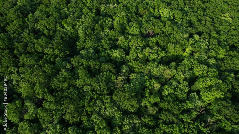Green forest in summer with a view from above.Spring birch groves with beautiful texture. Green forest in summer with a view from above.Spring birch groves with beautiful texture.
