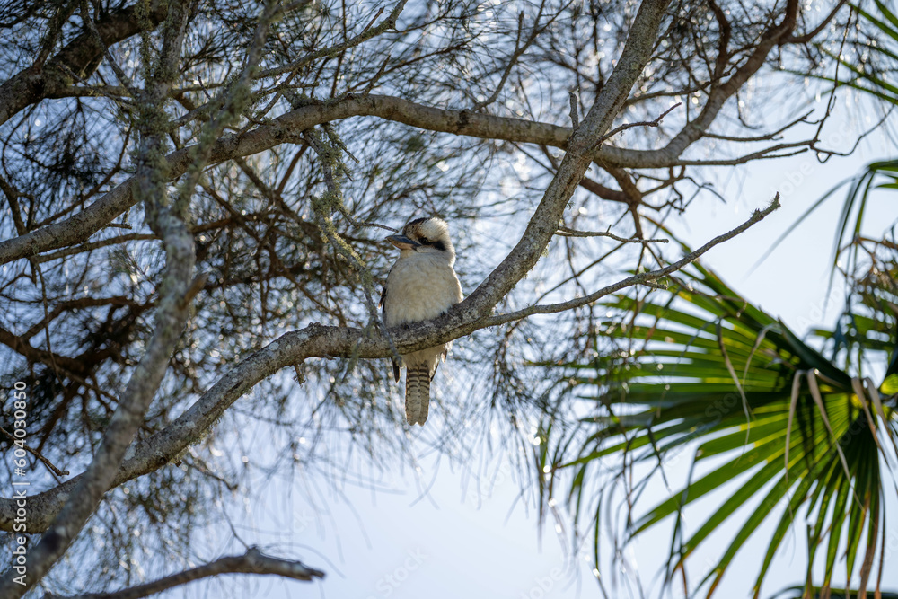 Beautiful Kookaburra in a gum tree in Australia. Native bird life in Australia Beautiful Kookaburra in a gum tree in Australia. Native bird life in Australia