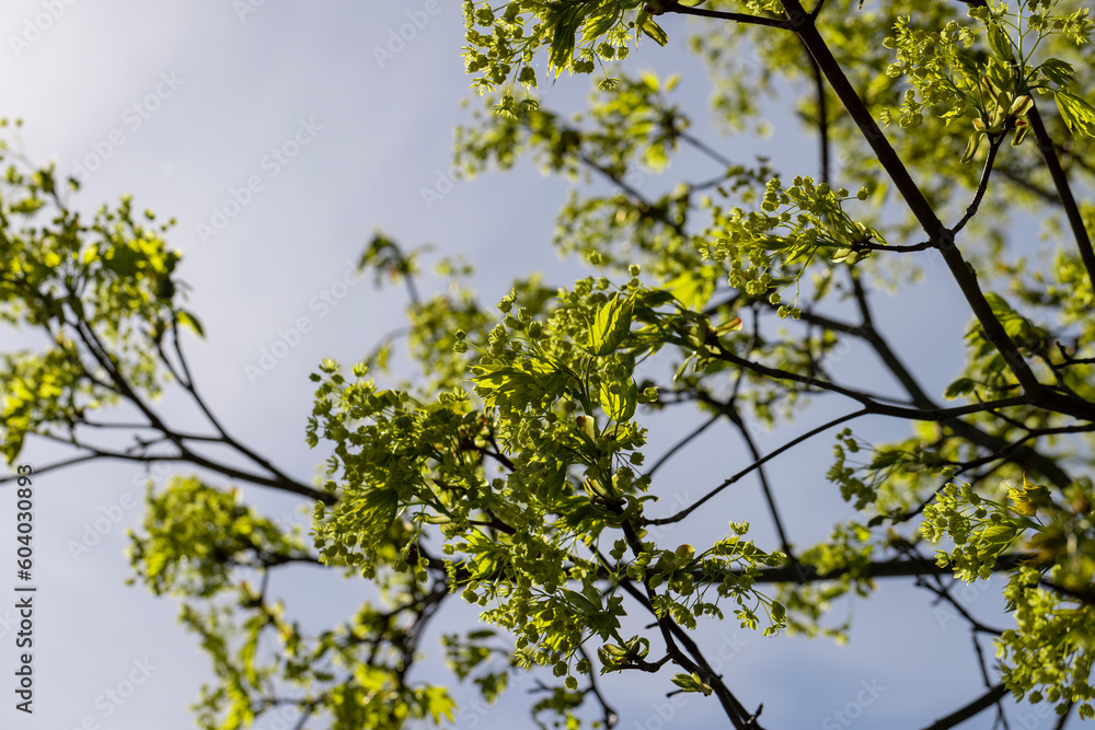 Fototapeta premium long maple flowers in the spring season, beautiful maple