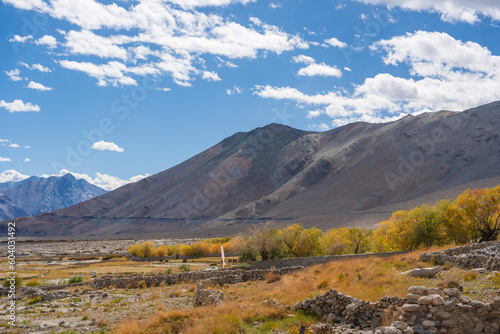 Autumn landscape with fallen leaves in the way from Pangong Lake to Tso Moriri, Leh, Ladakh, Jammu and Kashmir, India