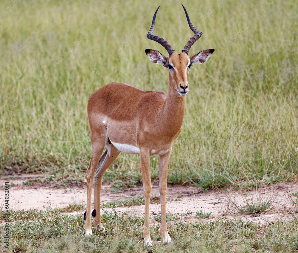 Impala in Kruger Park, South Africa
Impala in Kruger Park, South Africa