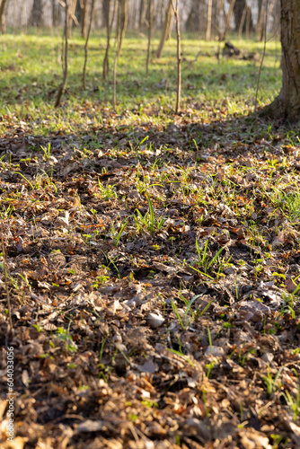 sunny green grass and small yellow flowers in the forest © rsooll