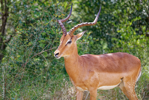 Impala in Kruger Park  South Africa 
