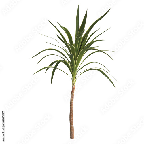 3d illustration of yucca plant isolated on transparent background
