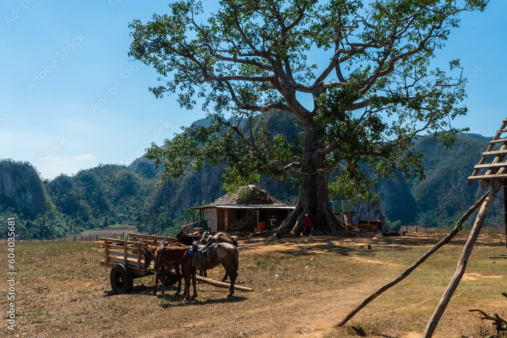 Obraz premium Farm for organic tobacco farming in the region of Vinales in Cuba.