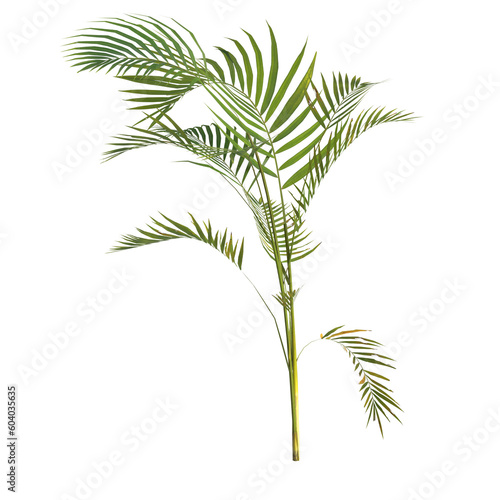 Fototapeta Naklejka Na Ścianę i Meble -  3d illustration of areca palm plant isolated on transparent background