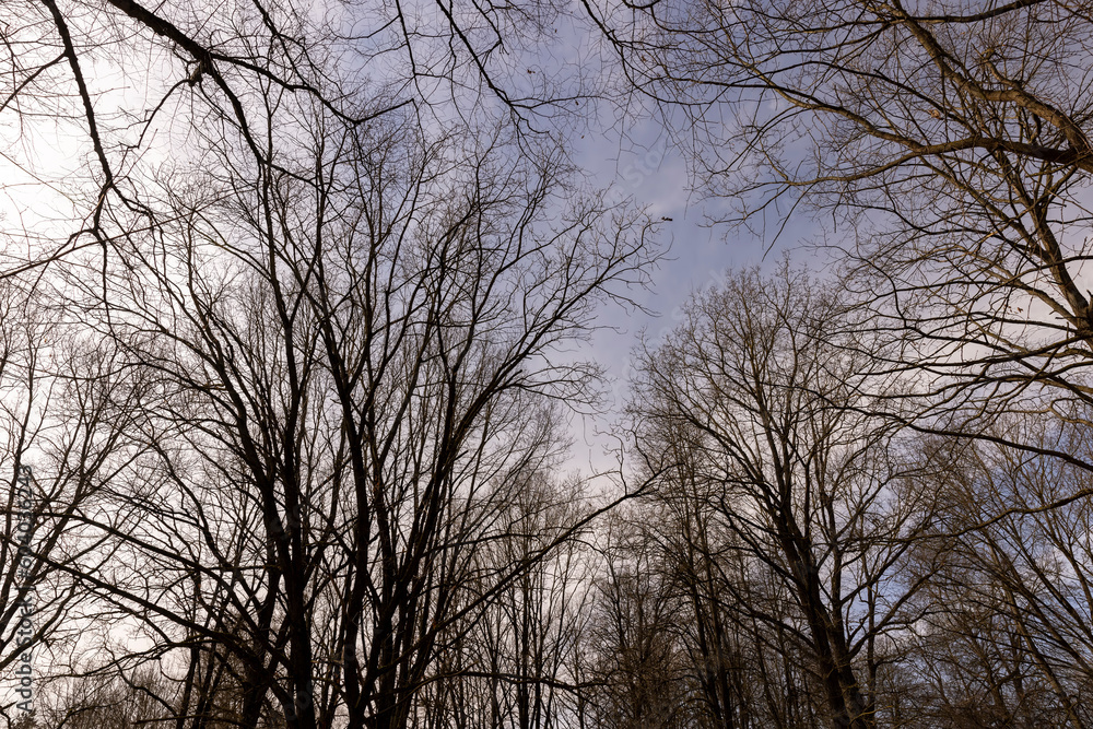 Tall deciduous trees in early spring without foliage Tall deciduous trees in early spring without foliage