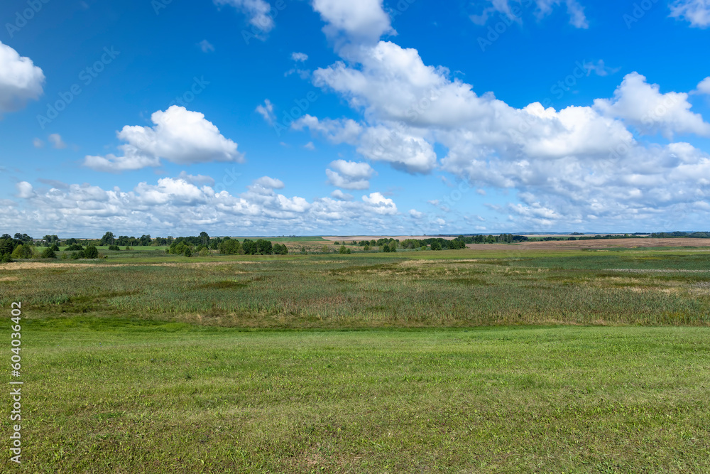 Fototapeta premium Green grass growing in the field in the summer