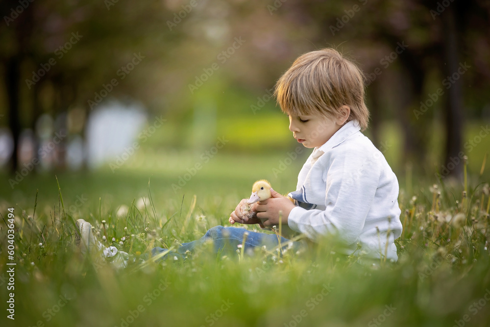 Beautiful preschool boy, playing in the park with little ducks and blowing dandelions Beautiful preschool boy, playing in the park with little ducks and blowing dandelions