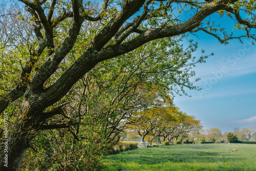 Deer grazing in a field with trees