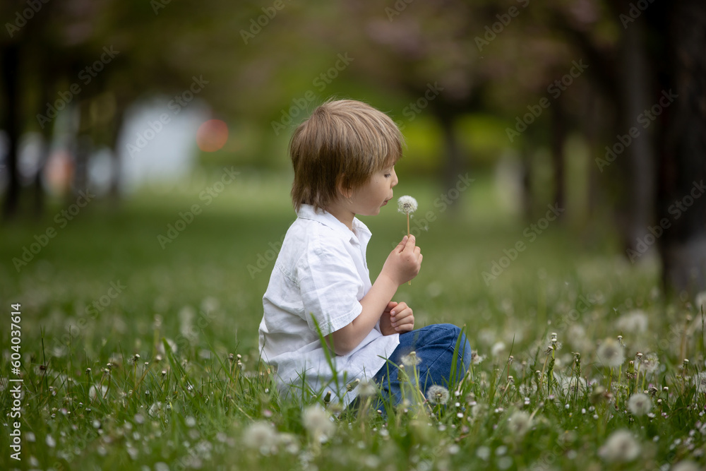 Beautiful preschool boy, playing in the park with little ducks and blowing dandelions Beautiful preschool boy, playing in the park with little ducks and blowing dandelions