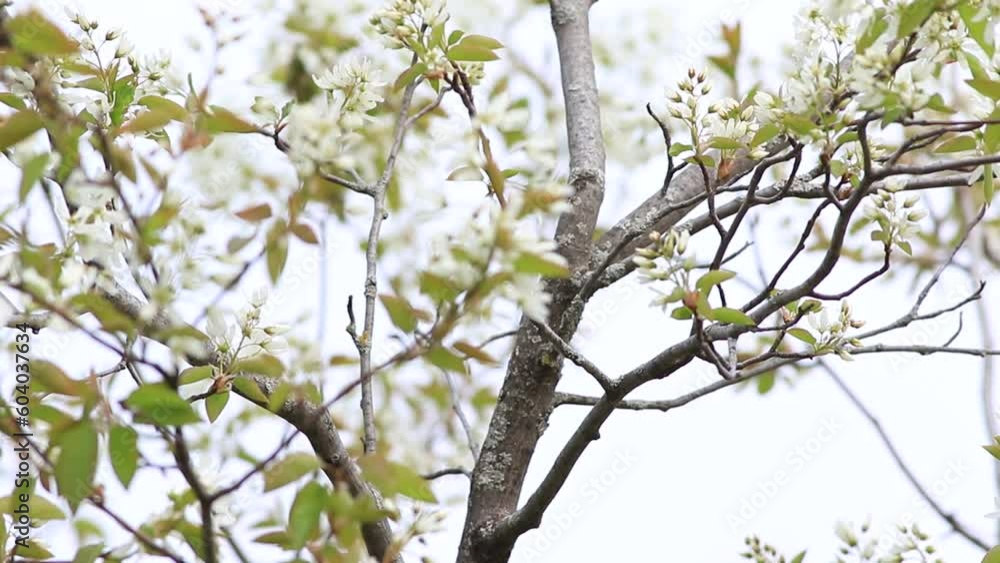 Chardonneret jaune sur une branche au printemps Chardonneret jaune sur une branche au printemps