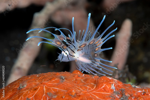 A baby lionfish. Sea life of Bali, Indonesia.