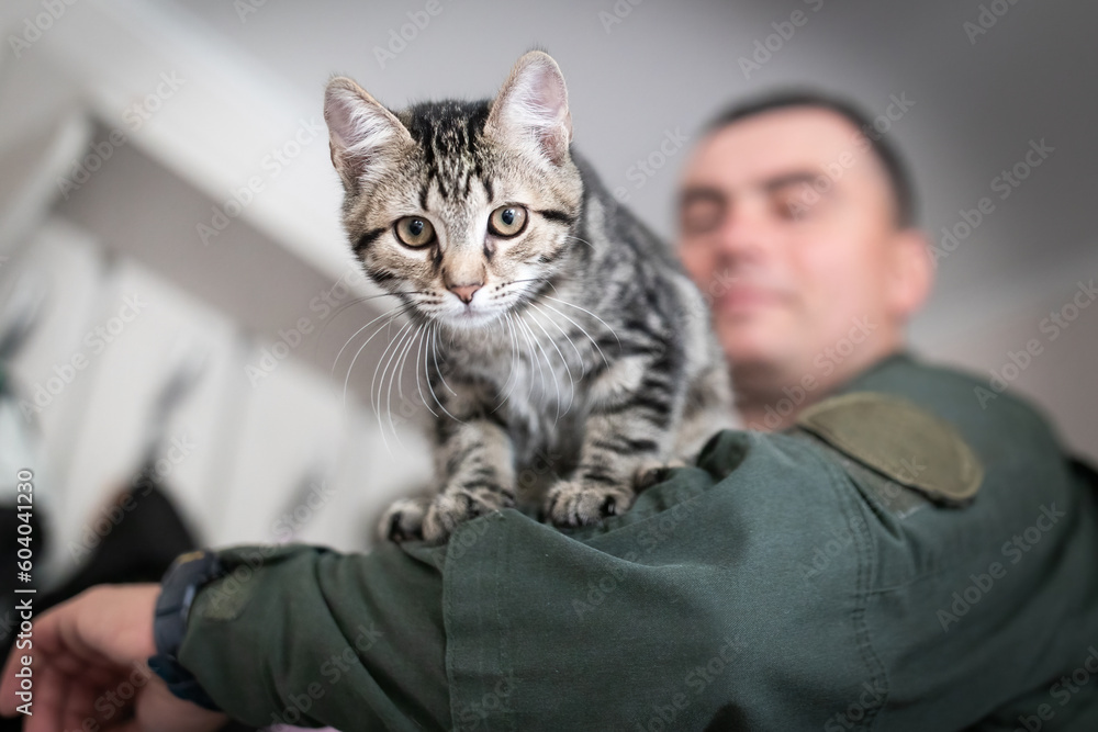 Little gray funny cat looking at camera on hand of military man in olive uniform at home
