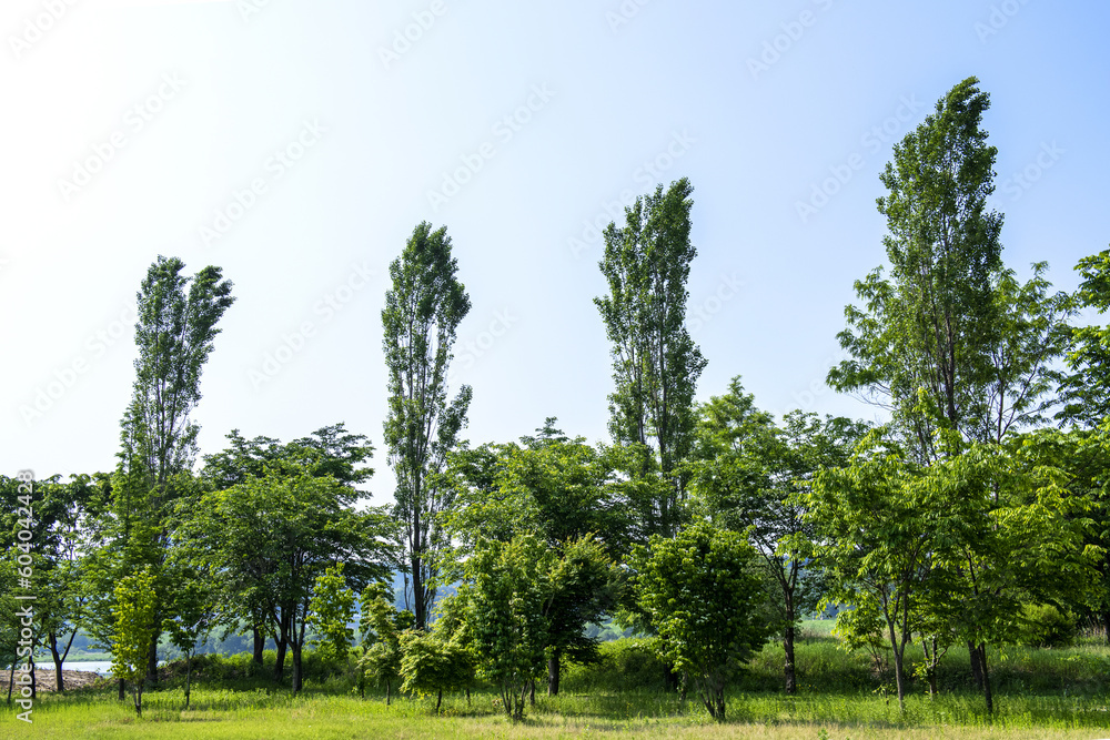 Fototapeta premium Beautiful green leaves and tree in a park, green colors and summer landscape background blue sky.