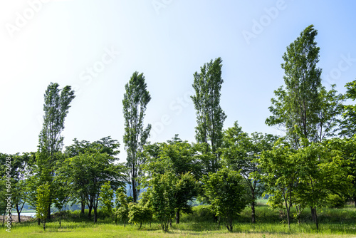 Beautiful green leaves and tree in a park  green colors and summer landscape background blue sky.