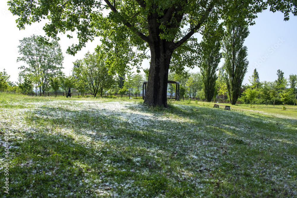 Beautiful green leaves and tree in a park, green colors and summer landscape background blue sky. Beautiful green leaves and tree in a park, green colors and summer landscape background blue sky.