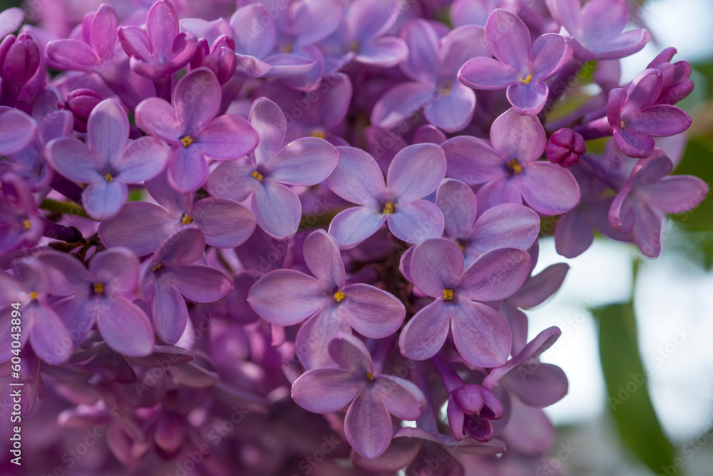 lilac flowers in the garden lilac flowers in the garden