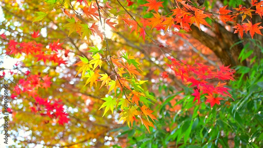 紅葉 紅葉