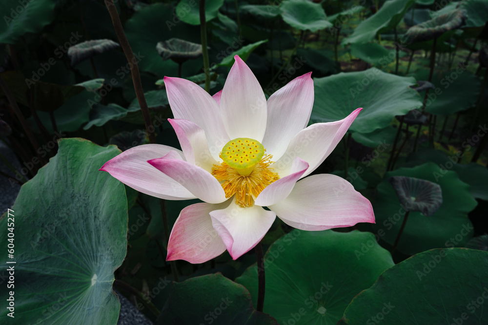 Blooming lotus flower grow among green leaves in pond. Picturesque and vivid flower in nature