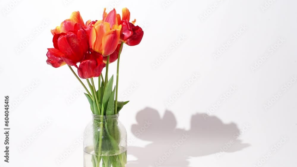 Red tulips in a vase on white background, spring flowers . Floral still life. Horizontal 4k footage video Red tulips in a vase on white background, spring flowers . Floral still life. Horizontal 4k footage video