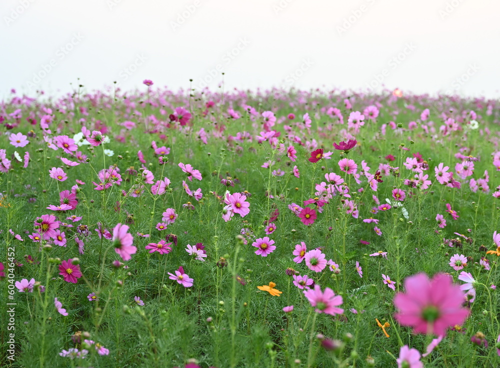 Beautiful Mexican daisies or cosmos flowers, light pink, pink, purple, white, pink with colorful delicate petals blooming in a garden against a sky background. Scientific name: Cosmos bipinnatus Cav.
Beautiful Mexican daisies or cosmos flowers, light pink, pink, purple, white, pink with colorful delicate petals blooming in a garden against a sky background. Scientific name: Cosmos bipinnatus Cav.