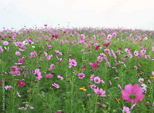 Beautiful Mexican daisies or cosmos flowers, light pink, pink, purple, white, pink with colorful delicate petals blooming in a garden against a sky background. Scientific name: Cosmos bipinnatus Cav. 