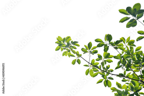 Branches of tree leaves on white background