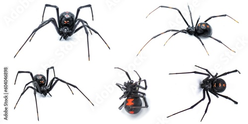 Latrodectus mactans - southern black widow or the shoe button spider, is a venomous species of spider in the genus Latrodectus. Florida native. Young female isolated on white background five views © Chase D’Animulls