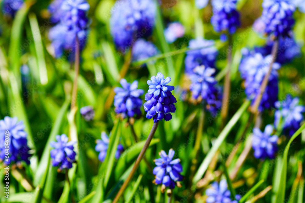 Obraz premium Flowering of summer bluebell plants and others.