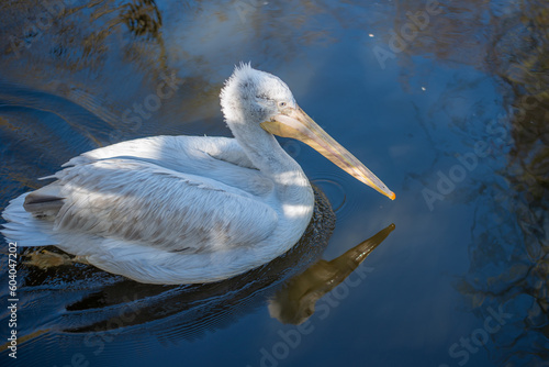 white pelican with a yellow long beak swims in a pond