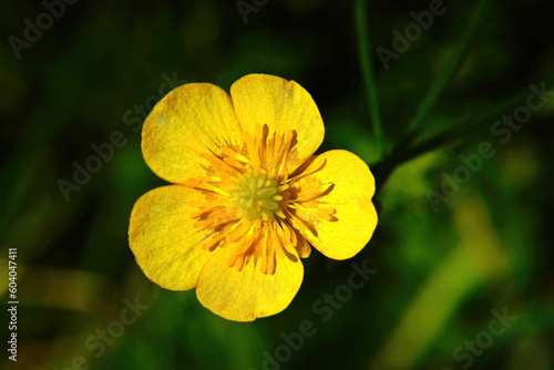 Flowering of summer yellow flowers in the meadow.