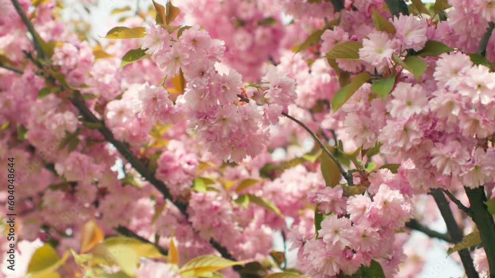 Spring forest cherry pink flowers branch blooming plant Spring forest cherry pink flowers branch blooming plant
