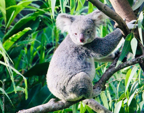 Fototapeta Naklejka Na Ścianę i Meble -  Cute koala on a tree branch looking at camera, forest background