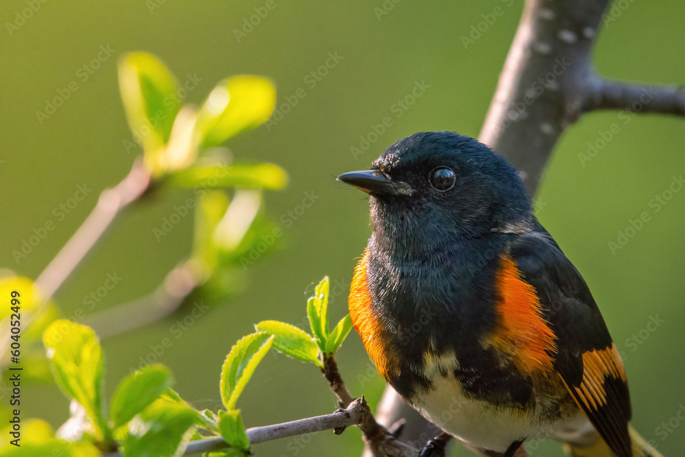 Fototapeta premium Beau Cotter Birds 2023