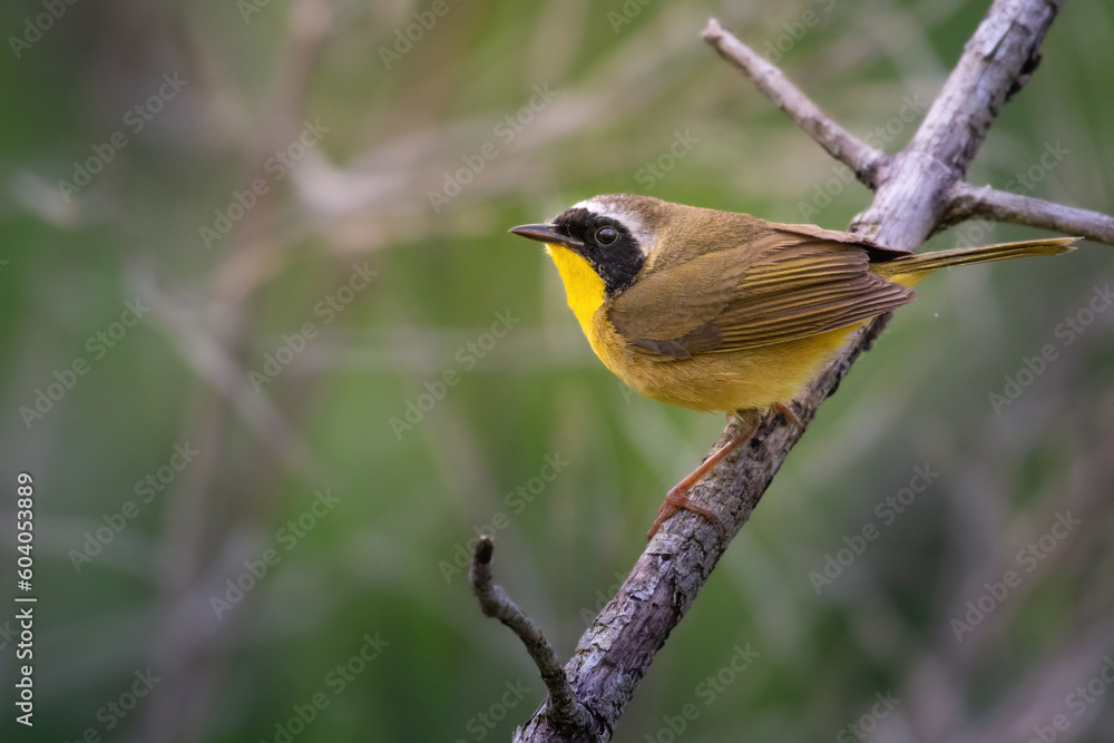 Fototapeta premium Beau Cotter Birds 2023