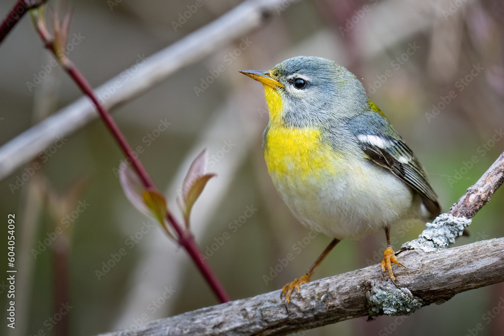 Beau Cotter Birds 2023