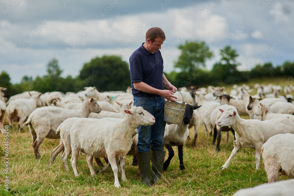 © Adene Sanchez/peopleimages.com - Farm, sheep and bucket with man in field for agriculture, sustainability and animal care. Labor, ecology and summer with male farmer in countryside meadow for cattle, livestock and lamb pasture © Adene Sanchez/peopleimages.com - Farm, sheep and bucket with man in field for agriculture, sustainability and animal care. Labor, ecology and summer with male farmer in countryside meadow for cattle, livestock and lamb pasture