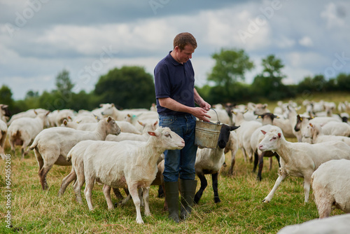 Farm, sheep and bucket with man in field for agriculture, sustainability and animal care. Labor, ecology and summer with male farmer in countryside meadow for cattle, livestock and lamb pasture photo