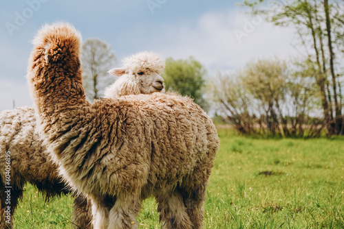 Alpacas graze in the spring meadow high in the mountains. photo