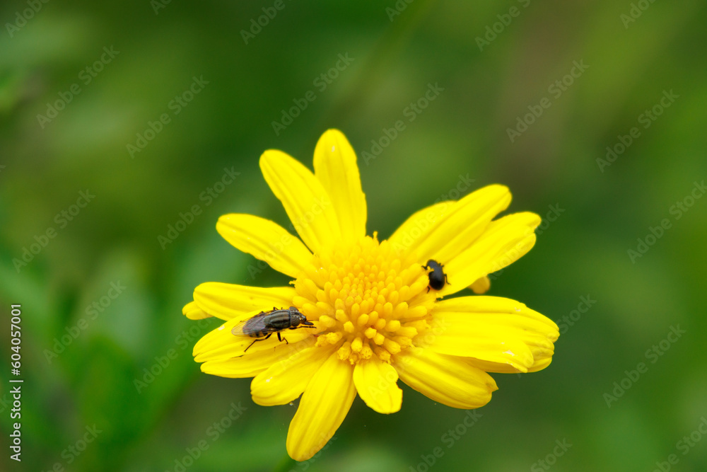 Obraz premium Flies on a yellow flower