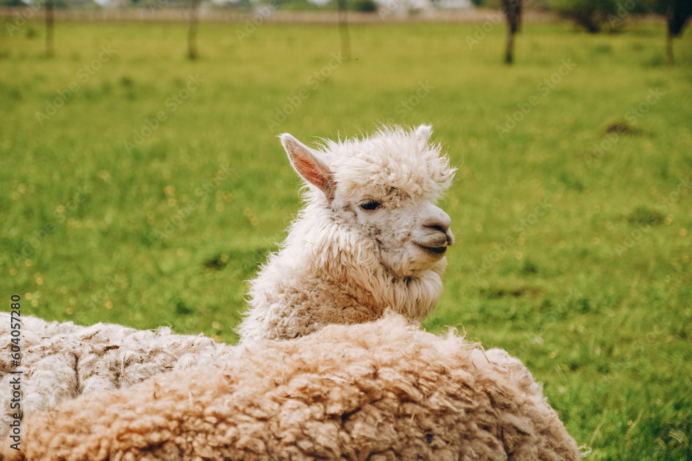 Obraz premium Alpacas graze in the spring meadow high in the mountains.