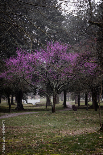 spring in the park